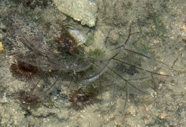 Hydrozoa sp. "Hydroid 23" • © Rene Ong • All Rights Reserved