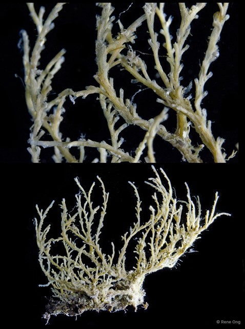 Hydrozoa sp. "Hydroid 3" • © Rene Ong • All Rights Reserved