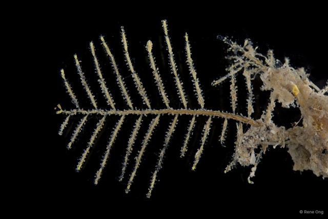 Hydrozoa sp. "Hydroid 5" • © Rene Ong • All Rights Reserved