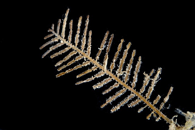 Hydrozoa sp. "Hydroid 6" • © Rene Ong • All Rights Reserved