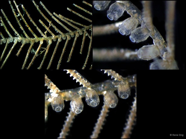 Hydrozoa sp. "Hydroid 8" • © Rene Ong • All Rights Reserved
