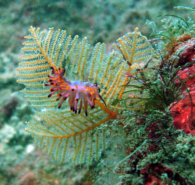 Hydrozoa sp. "Hydroid IP0358" • © REL • All Rights Reserved