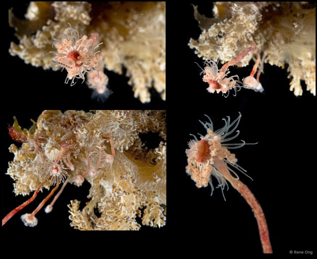 Hydrozoa sp. "Solitary hydroid 1" • © Rene Ong • All Rights Reserved