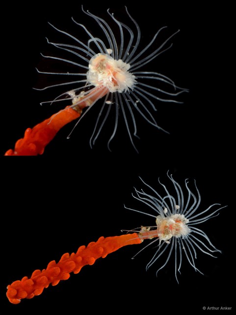Hydrozoa sp. "Solitary hydroid 2" • © Arthur Anker • All Rights Reserved