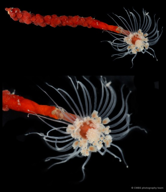Hydrozoa sp. "Solitary hydroid 3" • © CMBS photography team • All Rights Reserved