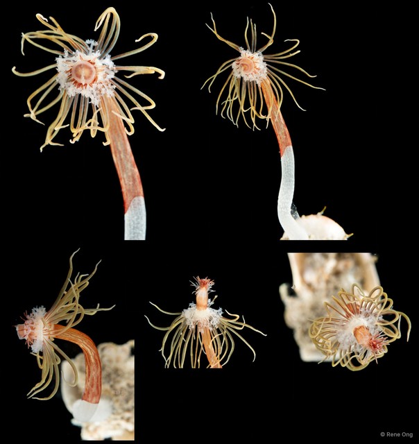 Hydrozoa sp. "Solitary hydroid 4" • © Rene Ong • All Rights Reserved