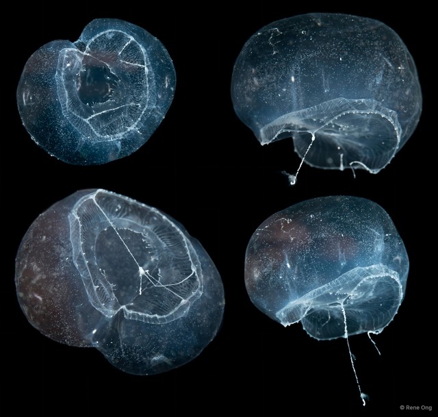 Aequorea sp. "43015fc4" • © Rene Ong • All Rights Reserved