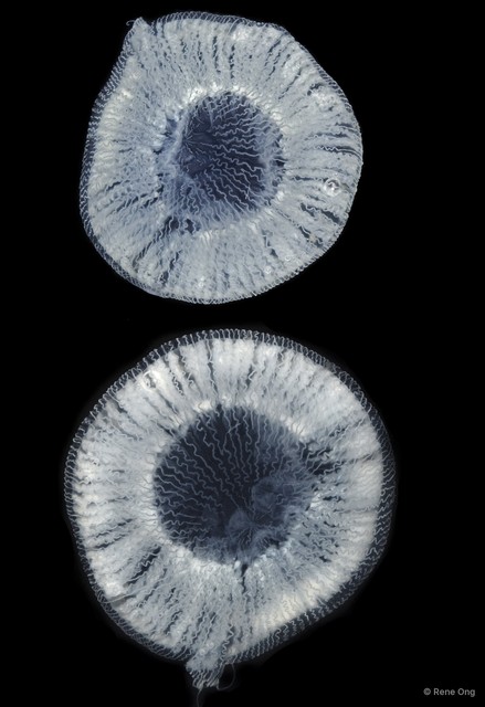 Aequorea sp. "49f2b5d9" • © Rene Ong • All Rights Reserved