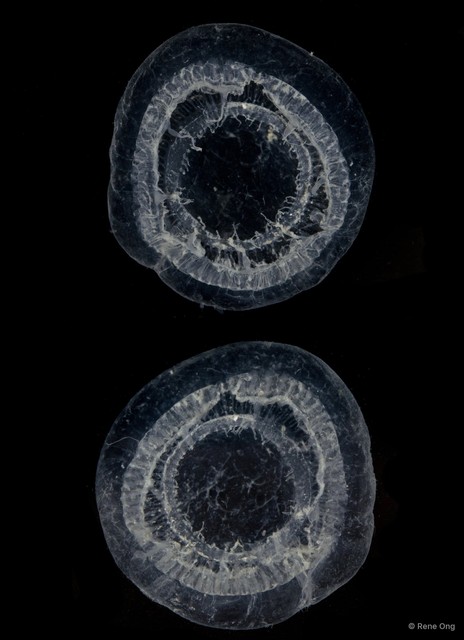Aequorea sp. "49f2b5eb" • © Rene Ong • All Rights Reserved