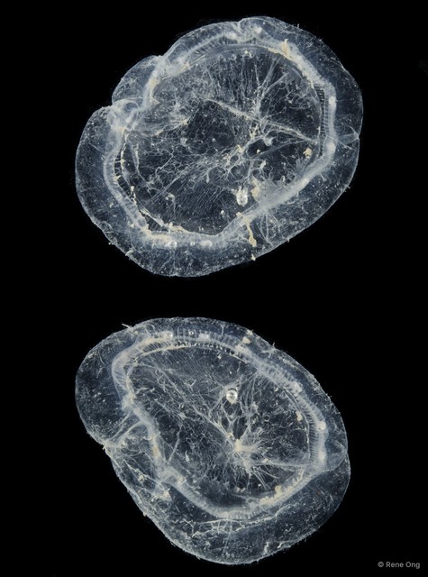 Aequorea sp. "49f2b5ee" • © Rene Ong • All Rights Reserved