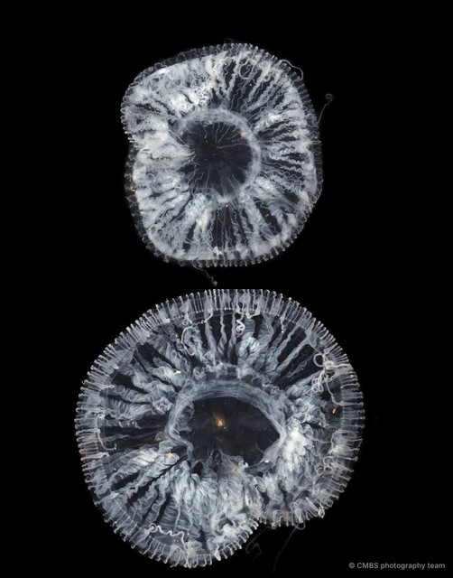 Aequorea sp. "49f2b5f4" • © CMBS photography team • All Rights Reserved