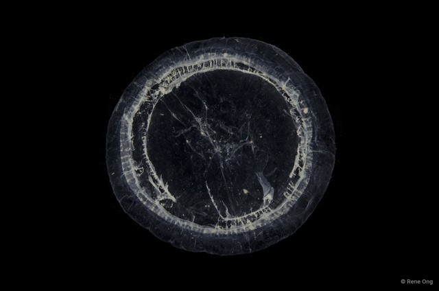 Aequorea sp. "49f2b600" • © Rene Ong • All Rights Reserved