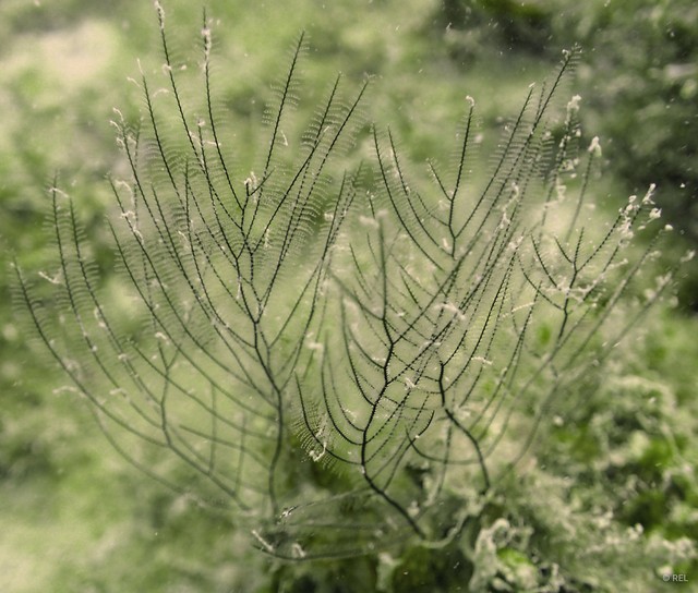 Macrorhynchia sp. "IP0053" • © REL • All Rights Reserved