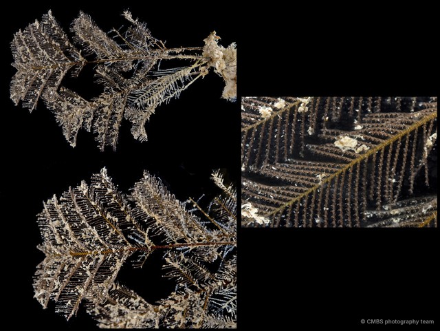 Macrorhynchia phoenicea • © CMBS photography team • All Rights Reserved