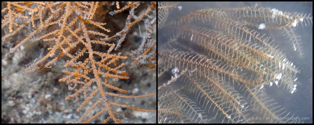 Sertularella sp. "43015fdc" • © Ria Tan • All Rights Reserved