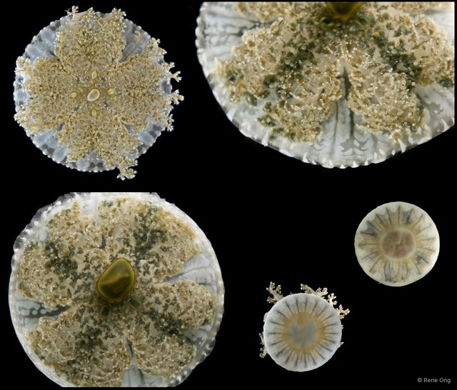 Cassiopea sp. "43015fd0" • © Rene Ong • All Rights Reserved
