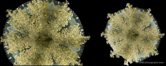 Cassiopea sp. "43015fd9" • © CMBS photography team • All Rights Reserved