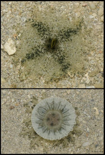 Cassiopea sp. "43015ff1" • © Rene Ong • All Rights Reserved