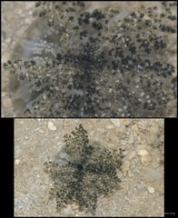 Cassiopea sp. "43015ff4"