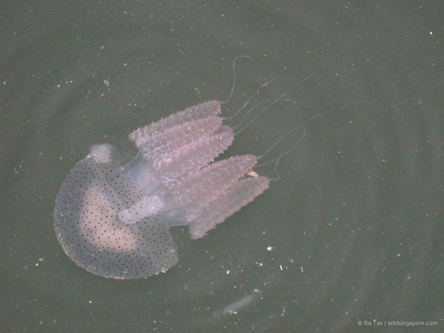 Acromitus sp. "43015fdf" • © Ria Tan • All Rights Reserved