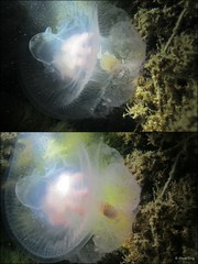 Netrostoma dumokuroa • © Rene Ong • All Rights Reserved