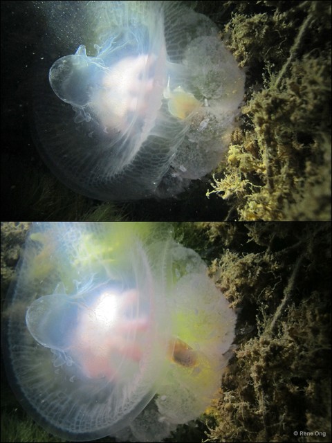 Netrostoma dumokuroa • © Rene Ong • All Rights Reserved