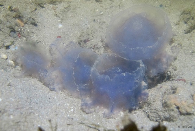 Netrostoma dumokuroa
