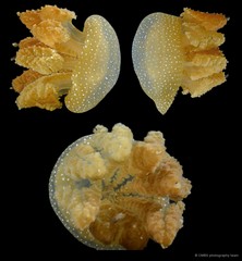 Phyllorhiza sp. "43015fcd"