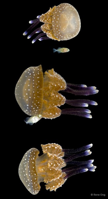Phyllorhiza sp. "49f2b5e8" • © Rene Ong • All Rights Reserved