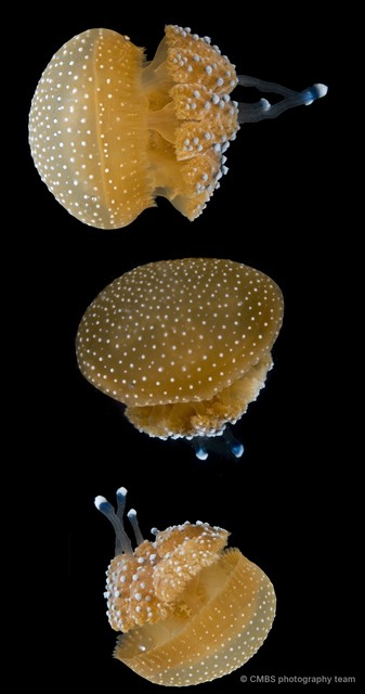Phyllorhiza sp. "49f2b5fa" • © CMBS photography team • All Rights Reserved