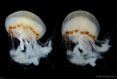 Chrysaora chinensis • © CMBS photography team • All Rights Reserved
