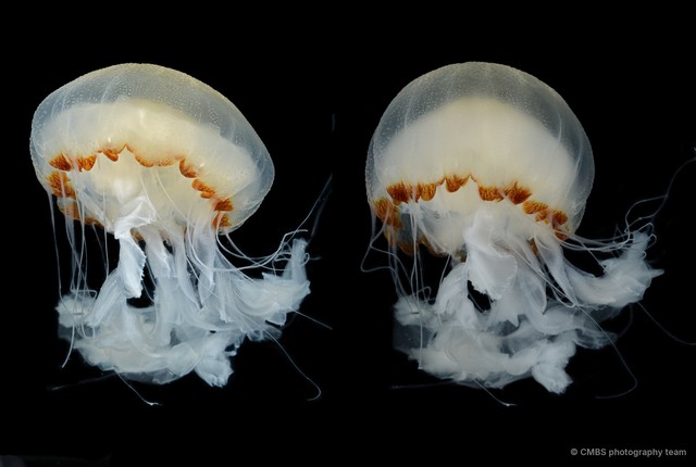 Chrysaora chinensis • © CMBS photography team • All Rights Reserved