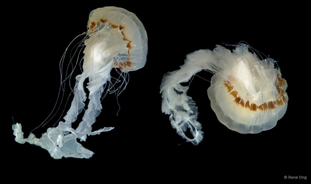Chrysaora chinensis