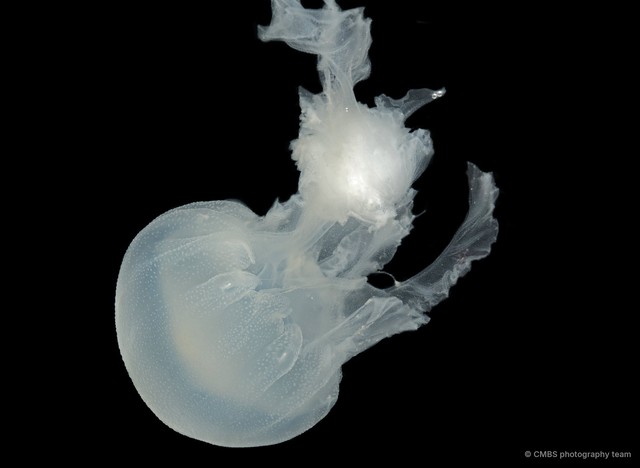 Chrysaora chinensis
