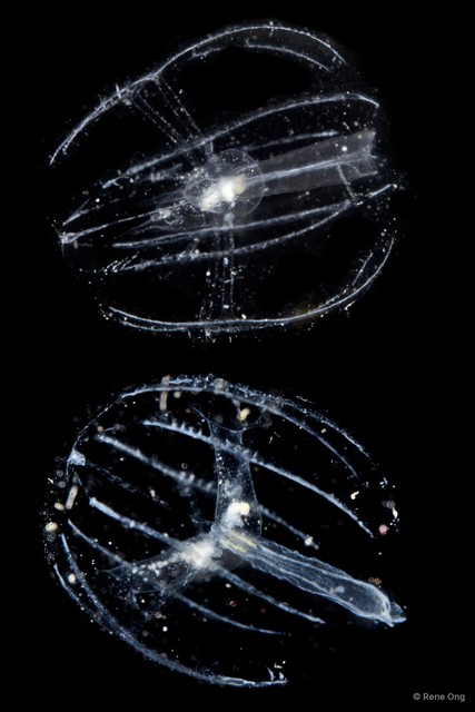 Tentaculata sp. "Comb jelly 1" • © Rene Ong • All Rights Reserved