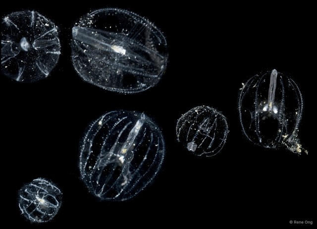 Tentaculata sp. "Comb jelly 2" • © Rene Ong • All Rights Reserved