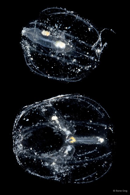 Tentaculata sp. "Comb jelly 3" • © Rene Ong • All Rights Reserved