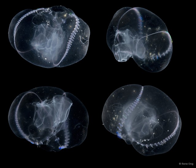 Tentaculata sp. "Comb jelly 4" • © Rene Ong • All Rights Reserved