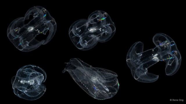 Tentaculata sp. "Comb jelly 5" • © Rene Ong • All Rights Reserved