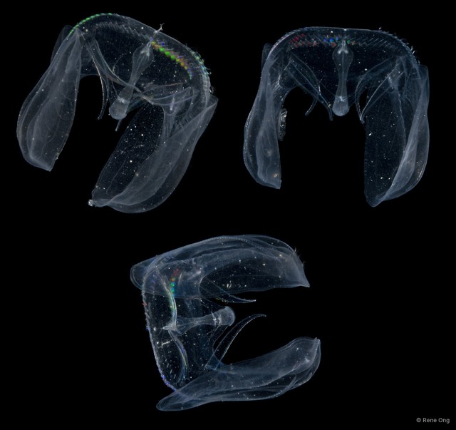 Tentaculata sp. "Comb jelly 6" • © Rene Ong • All Rights Reserved