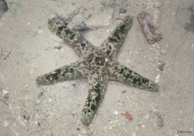 Asteroidea sp. "Scaly sea star" • © Rene Ong • All Rights Reserved