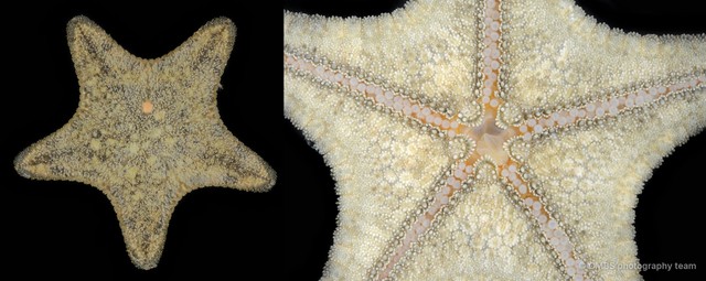 Asteroidea sp. "Sea star 1" • © CMBS photography team • All Rights Reserved