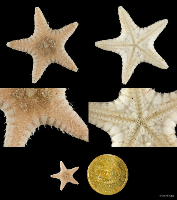 Asteroidea sp. "Sea star 10" • © Rene Ong • All Rights Reserved
