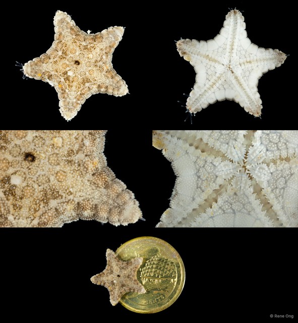 Asteroidea sp. "Sea star 11" • © Rene Ong • All Rights Reserved