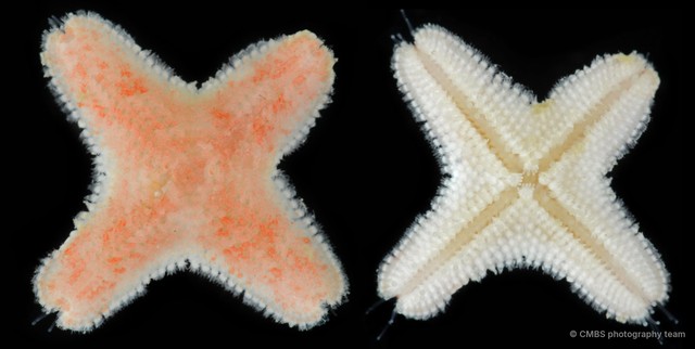 Asteroidea sp. "Sea star 12" • © CMBS photography team • All Rights Reserved