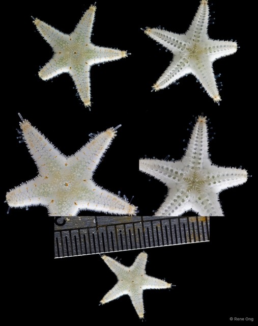 Asteroidea sp. "Sea star 13" • © Rene Ong • All Rights Reserved