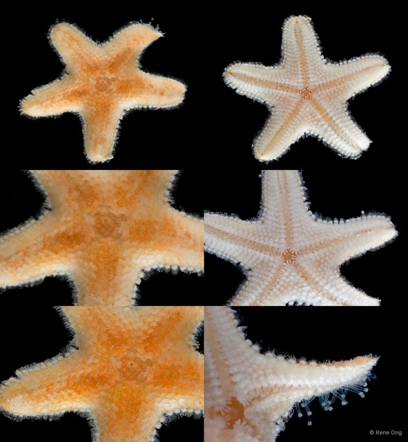 Asteroidea sp. "Sea star 14" • © Rene Ong • All Rights Reserved
