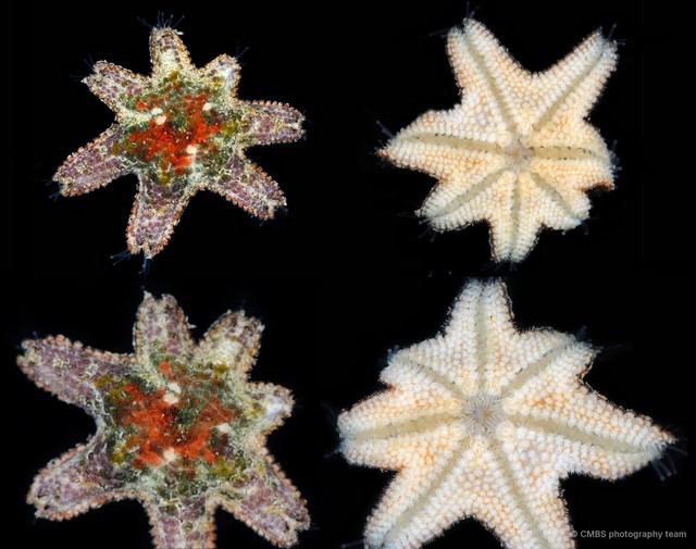 Asteroidea sp. "Sea star 15" • © CMBS photography team • All Rights Reserved