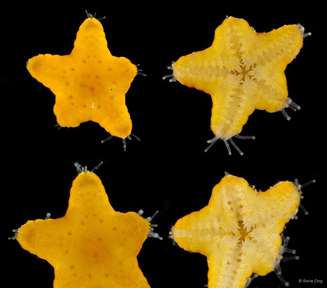 Asteroidea sp. "Sea star 16" • © Rene Ong • All Rights Reserved
