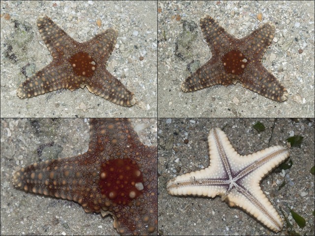Asteroidea sp. "Sea star 17" • © Rene Ong • All Rights Reserved